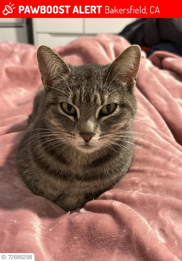 Lost Female Cat last seen Jewetta , Bakersfield, CA 93312