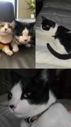 Lost Male Cat last seen St Mary’s university , San Antonio, TX 78228