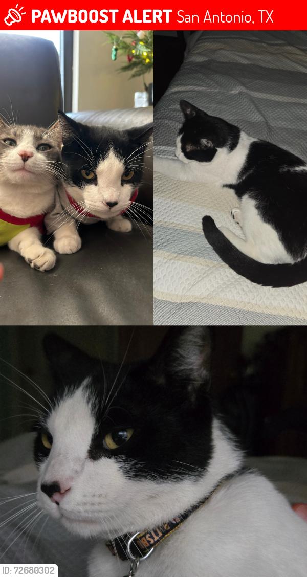 Lost Male Cat last seen St Mary’s university , San Antonio, TX 78228