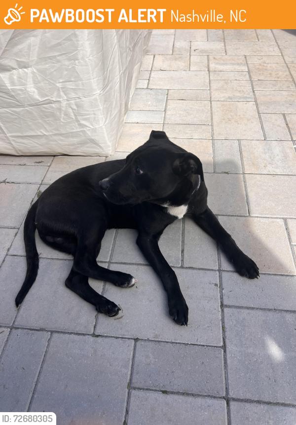 Found/Stray Male Dog last seen Highway 64 , Nashville, NC 27856