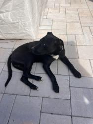 Found/Stray Male Dog last seen Highway 64 , Nashville, NC 27856