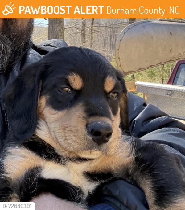 Found/Stray Male Dog last seen Lake michie, Durham County, NC 27509