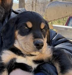 Found/Stray Male Dog last seen Lake michie, Durham County, NC 27509