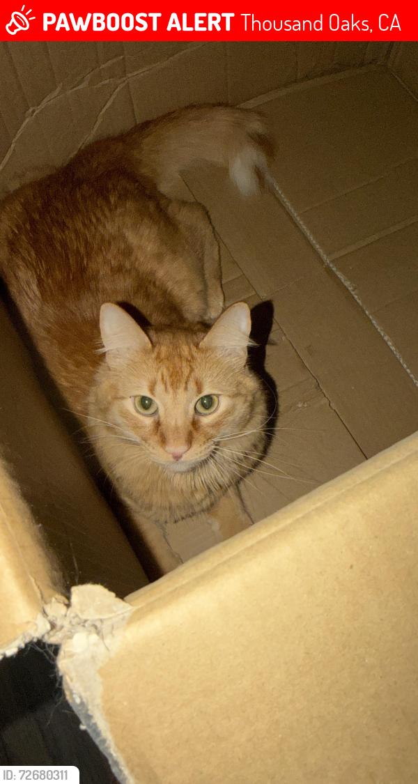 Lost Male Cat last seen West Avenida De Los Arboles and Moorpark Rd, Thousand Oaks, CA 91362