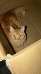 Lost Male Cat last seen West Avenida De Los Arboles and Moorpark Rd, Thousand Oaks, CA 91362
