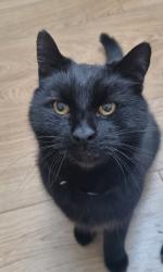Lost Male Cat last seen Jayshaw Avenue, West Midlands, England B43 5JD