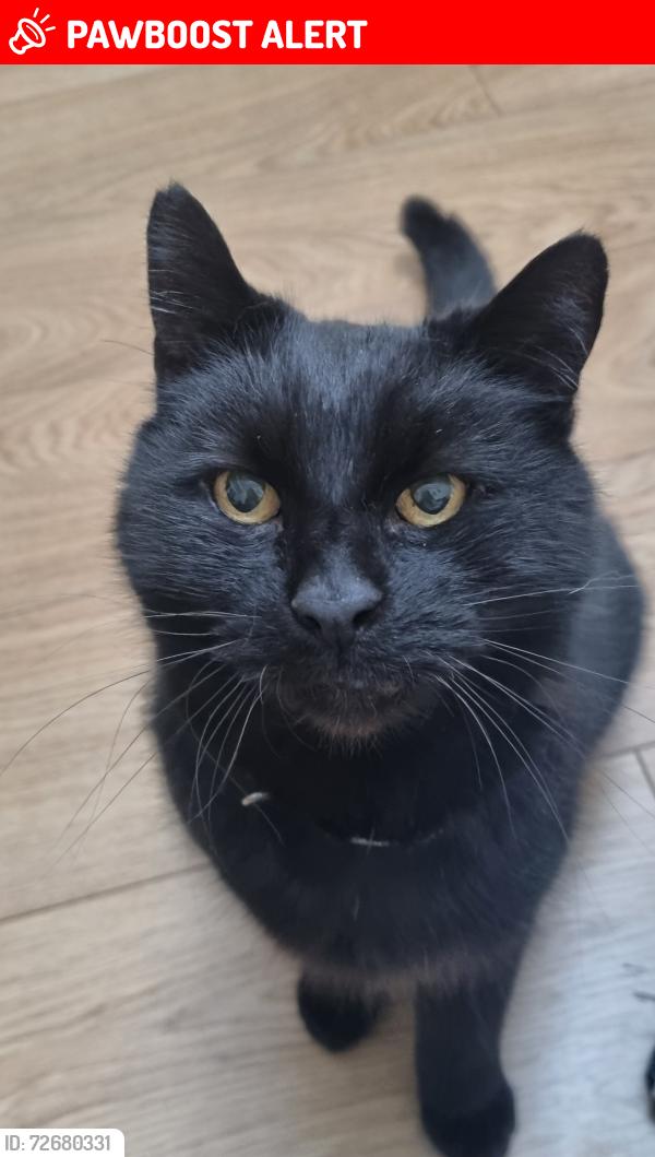 Lost Male Cat last seen Jayshaw Avenue, West Midlands, England B43 5JD