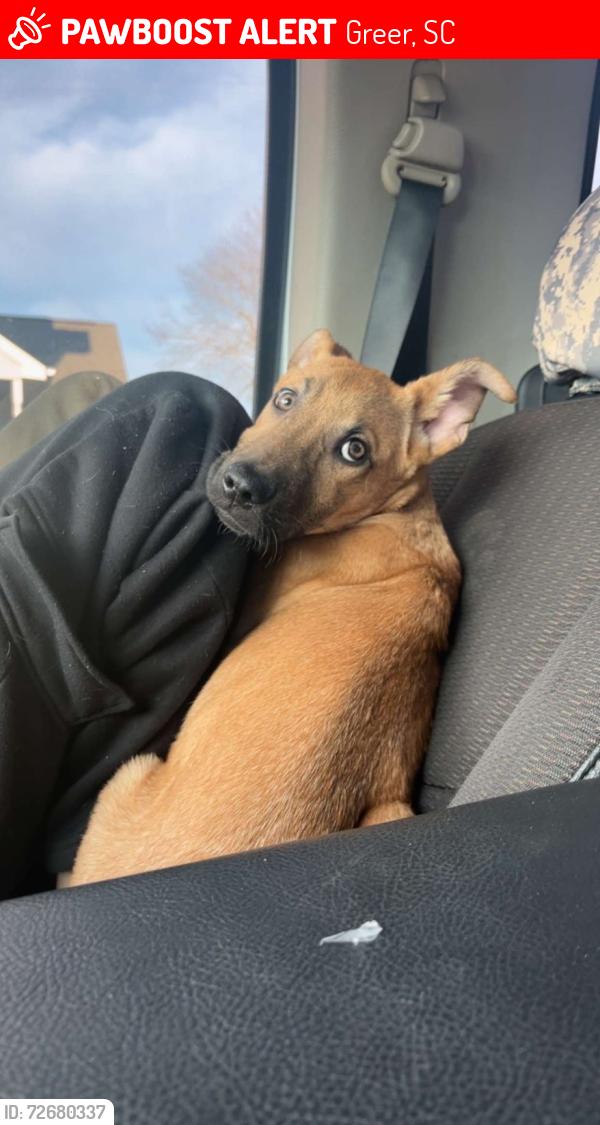 Lost Male Dog last seen Spinx , Greer, SC 29651