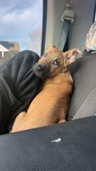 Lost Male Dog last seen Spinx , Greer, SC 29651