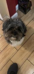Lost Male Dog last seen Braums on sw 70th st & Taylor park, Oklahoma City, OK 73139
