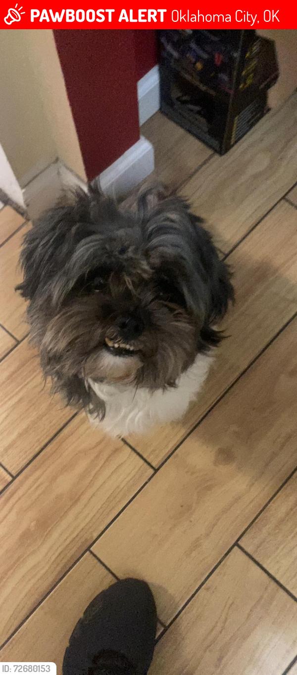 Lost Male Dog last seen Braums on sw 70th st & Taylor park, Oklahoma City, OK 73139