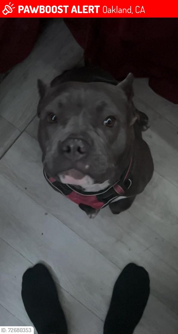 Lost Female Dog last seen Louisiana Street and Rail Road , Oakland, CA 94603