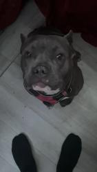 Lost Female Dog last seen Louisiana Street and Rail Road , Oakland, CA 94603
