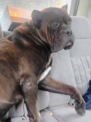 Found/Stray Male Dog last seen Near D Drive South on 12 Mile Road in Ceresco., Ceresco, MI 49033