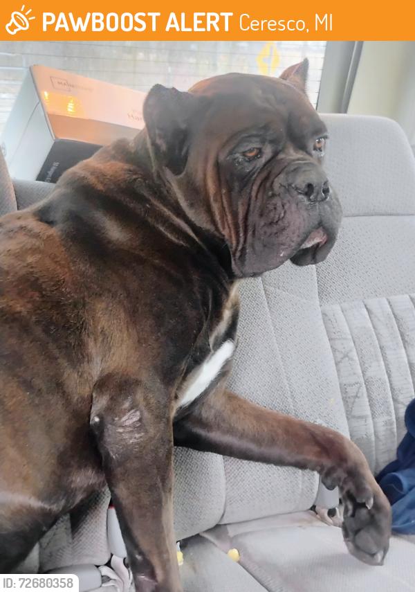 Found/Stray Male Dog last seen Near D Drive South on 12 Mile Road in Ceresco., Ceresco, MI 49033