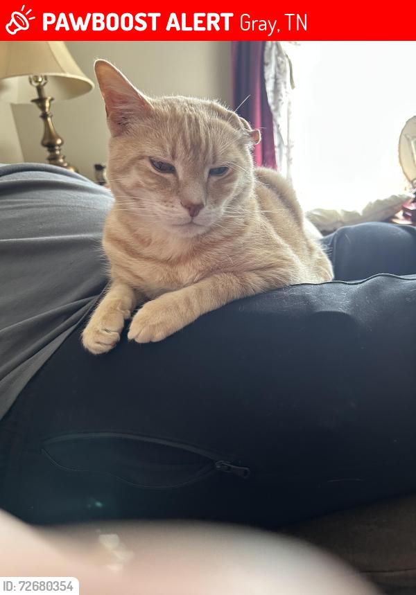 Lost Male Cat last seen Old Gray Station Rd, Gray, TN 37615