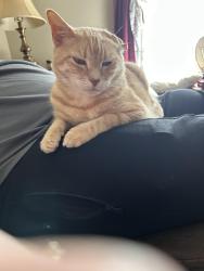 Lost Male Cat last seen Old Gray Station Rd, Gray, TN 37615