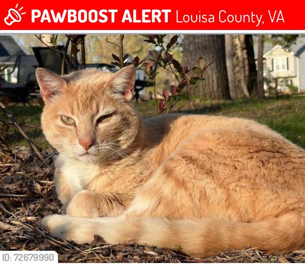 Lost Male Cat last seen Apple Grove Road Mineral VA, Louisa County, VA 23117