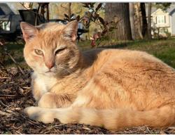 Lost Male Cat last seen Apple Grove Road Mineral VA , Louisa County, VA 23117