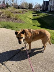 Found/Stray Female Dog last seen Hopkins St & Graybar Ln, Nashville, TN 37215