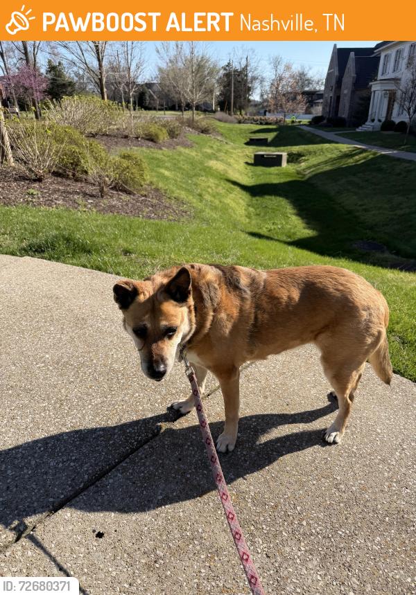 Found/Stray Female Dog last seen Hopkins St & Graybar Ln, Nashville, TN 37215