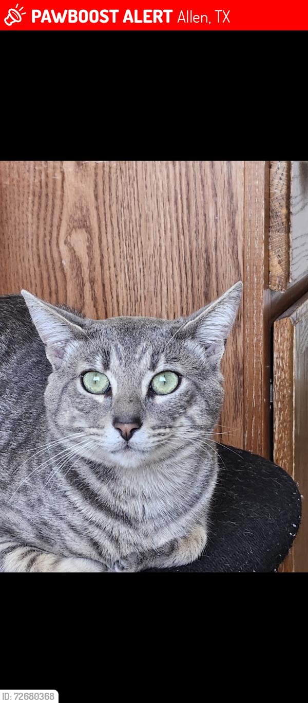 Lost Male Cat last seen Main, Angel, San Marcos, Malone , Allen, TX 75002