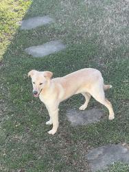 Found/Stray Female Dog last seen Archdale rd., Archdale, NC 27263