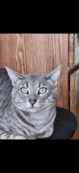 Lost Male Cat last seen Main, Angel, San Marcos, Malone , Allen, TX 75002