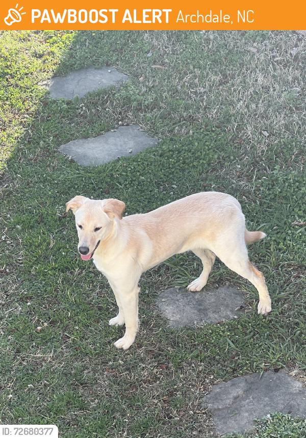 Found/Stray Female Dog last seen Archdale rd., Archdale, NC 27263