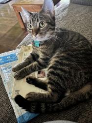 Lost Male Cat last seen Sharp springs park, Smyrna, TN 37167