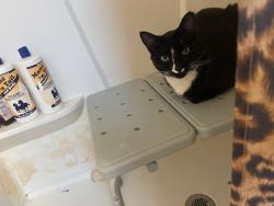 Lost Male Cat last seen Near blocks from shadle high school, Spokane, WA 99205