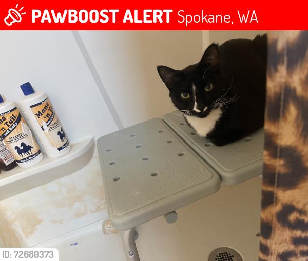 Lost Male Cat last seen Near blocks from shadle high school, Spokane, WA 99205