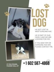 Lost Male Dog last seen Near ave and Sunland Ave , Phoenix, AZ 85041