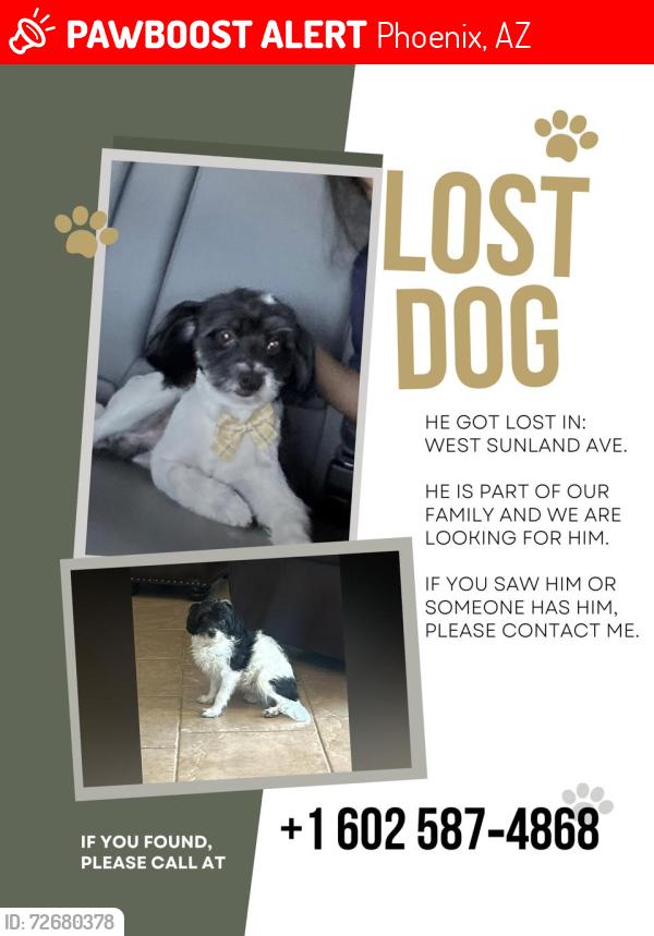 Lost Male Dog last seen Near ave and Sunland Ave , Phoenix, AZ 85041