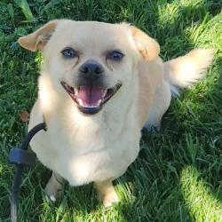 Found/Stray Male Dog last seen Fairplex Drive and West Holt Avenue, Pomona, CA 91768