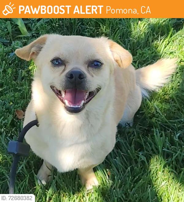 Found/Stray Male Dog last seen Fairplex Drive and West Holt Avenue, Pomona, CA 91768
