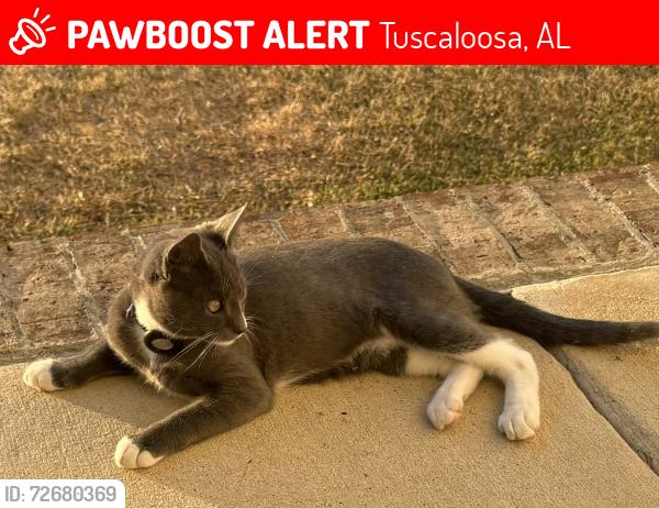 Lost Male Cat last seen North River area , Tuscaloosa, AL 35406
