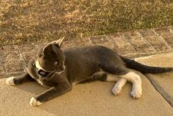 Lost Male Cat last seen North River area , Tuscaloosa, AL 35406