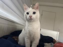 Lost Male Cat last seen S grade rode alpine san diego CA, Alpine, CA 91901