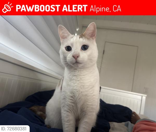 Lost Male Cat last seen S grade rode alpine san diego CA, Alpine, CA 91901