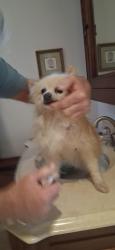 Found/Stray Male Dog last seen Highway 1 and E. Atlantic, Pompano Beach, FL 33062