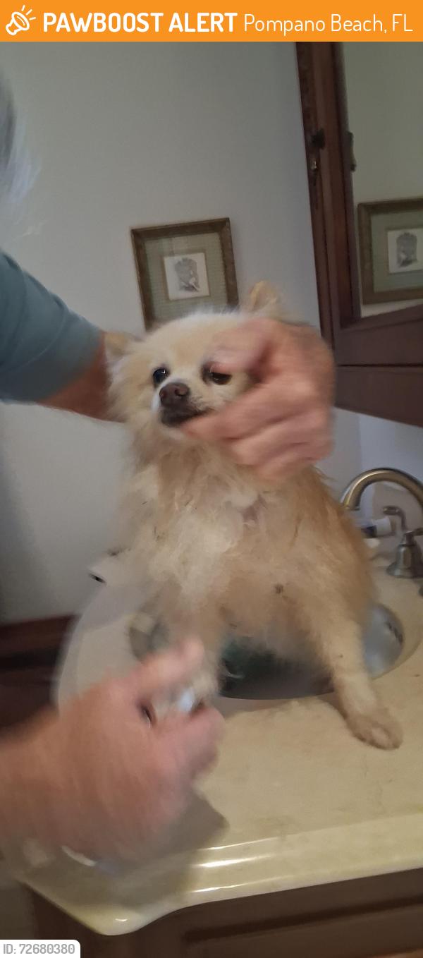 Found/Stray Male Dog last seen Highway 1 and E. Atlantic, Pompano Beach, FL 33062