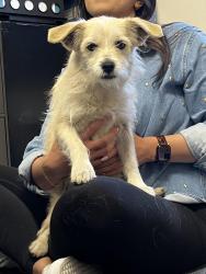 Found/Stray Male Dog last seen West Ave P8 and 30th West, Palmdale, CA 93551