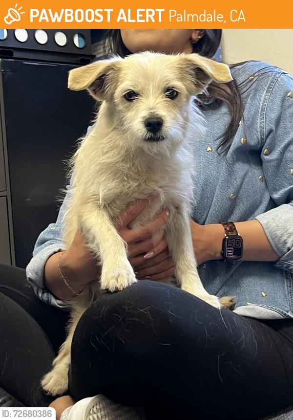 Found/Stray Male Dog last seen West Ave P8 and 30th West, Palmdale, CA 93551
