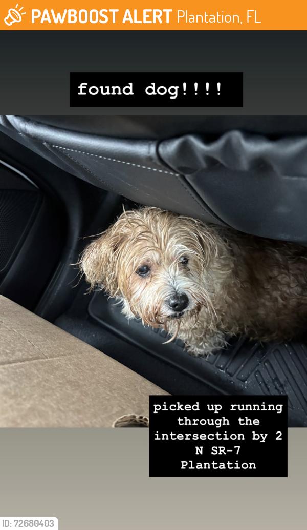 Found/Stray Female Dog last seen Near N SR 7, Plantation, FL 33311