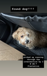 Found/Stray Female Dog last seen Near N SR 7, Plantation, FL 33311