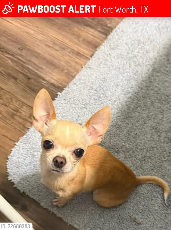 Lost Female Dog last seen Near Northampton st, ft. Worth, tx, Fort Worth, TX 76134
