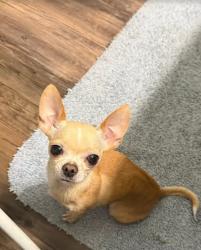 Lost Female Dog last seen Near Northampton st, ft. Worth, tx, Fort Worth, TX 76134