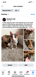 Found/Stray Female Cat last seen New Boston Commons apmts, Ohio, New Boston, OH 45662
