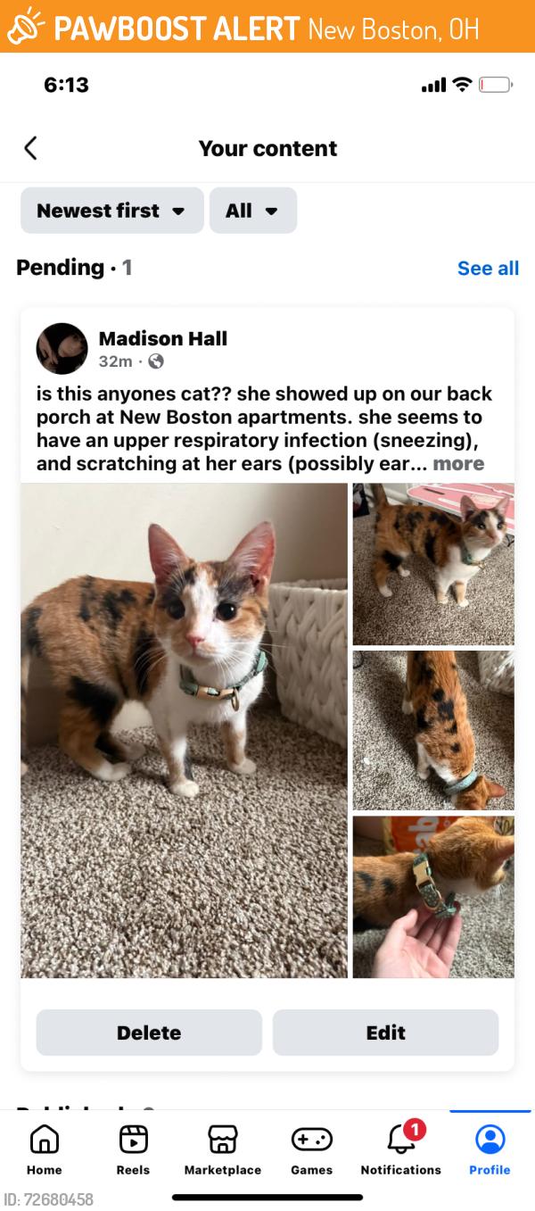 Found/Stray Female Cat last seen New Boston Commons apmts, Ohio, New Boston, OH 45662